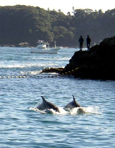 Two Risso's dolphins being herded by fishing boats near the village of Taiji, in Wakayama prefecture, western Japan