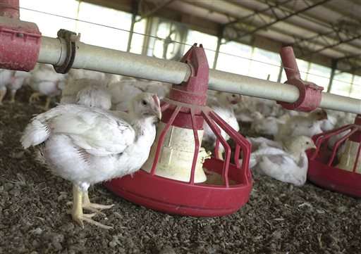 Tyson Foods hopes to rid US chicken of antibiotics by 2017
