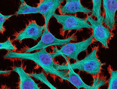 UC San Diego, UC San Francisco launch new cancer cell mapping initiative