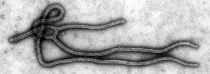 UEA leads first systematic review of Ebola risks