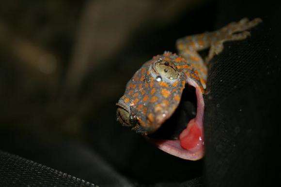 UGA research finds geckos resistant to antibiotics, may pose risk to pet owners
