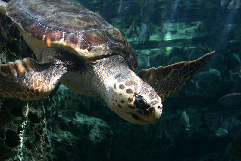 UGA’s sea turtle genetic fingerprinting research project featured in world report