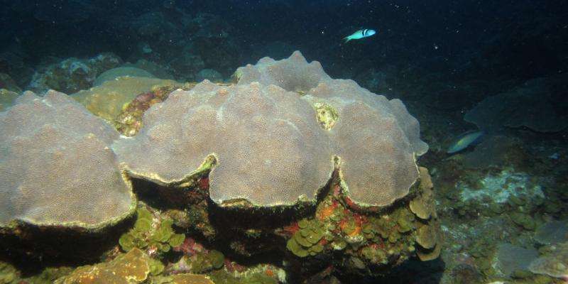 UM researchers study sediment record in deep coral reefs