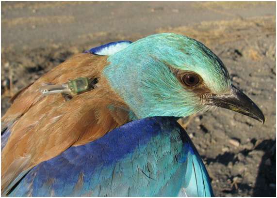 Uncovered: the engangered European roller's route between Africa and Europe