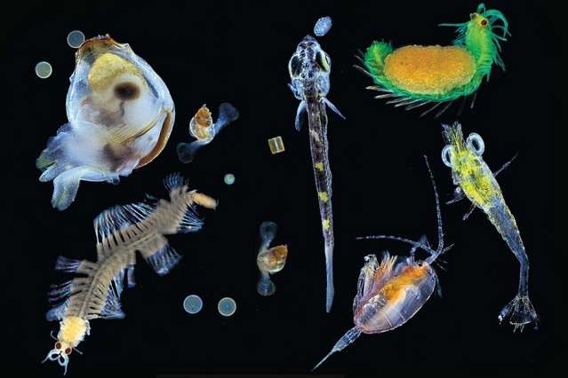 Uncovering diversity in an invisible ocean world