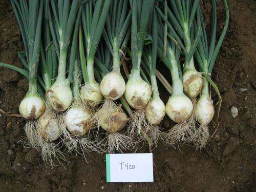 UNH scientists successfully grow onions overwintered in low tunnels