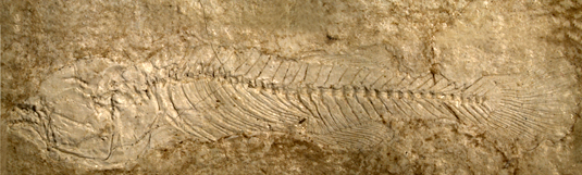Unique fish fossils identified