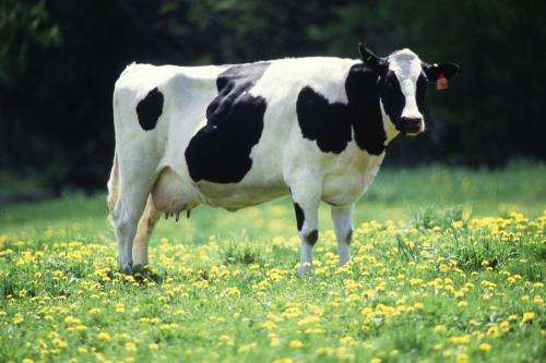 University develops detection test for subclinical mastitis in dairy cows