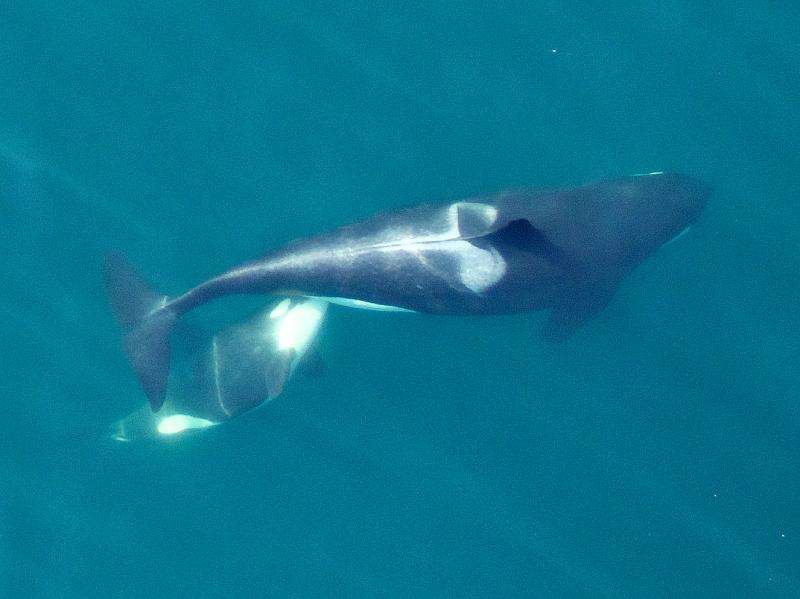 Unmanned NOAA hexacopter monitors health of endangered Southern Resident killer whales