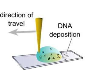 Untangling DNA with a droplet of water, a pipet and a polymer