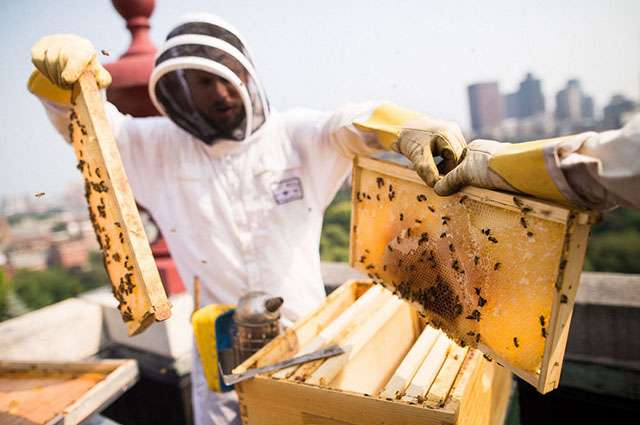 Urban hives can help safeguard the future of food, says a scientist and beekeeper