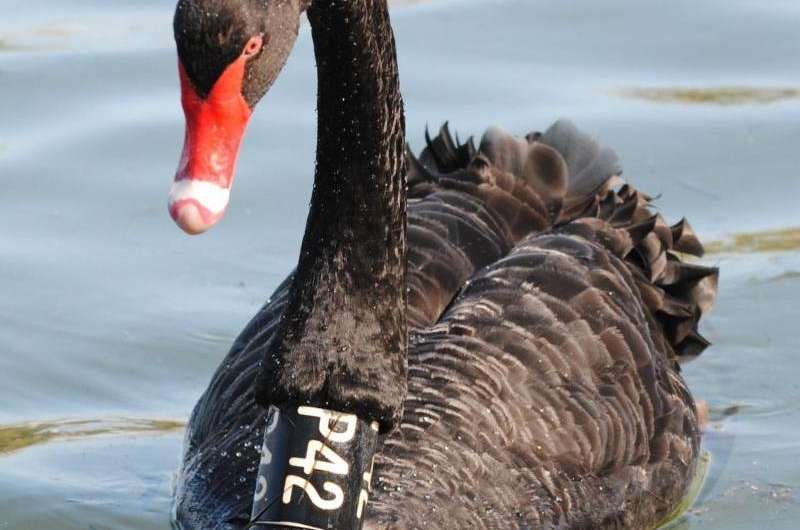 Urban swans' genes make them plucky
