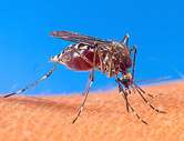 U.S. boy's death highlights rare mosquito-borne infection