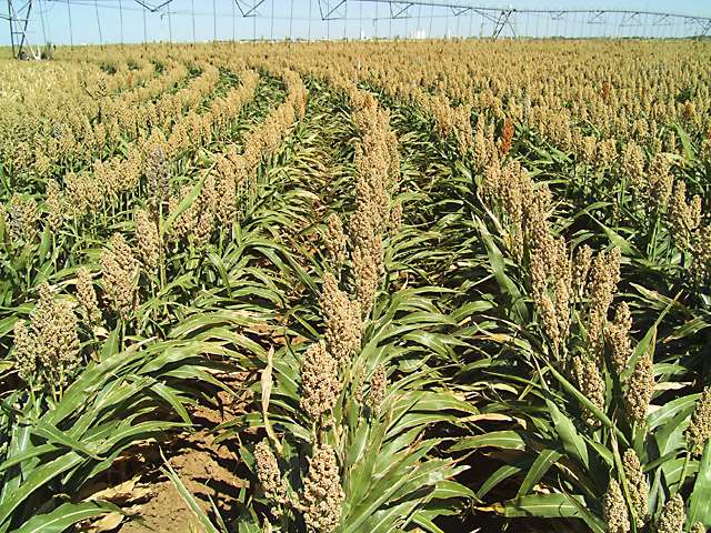 USDA scientist helps texas sorghum growers reduce water use