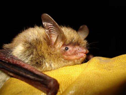 US gives threatened status to northern long-eared bat