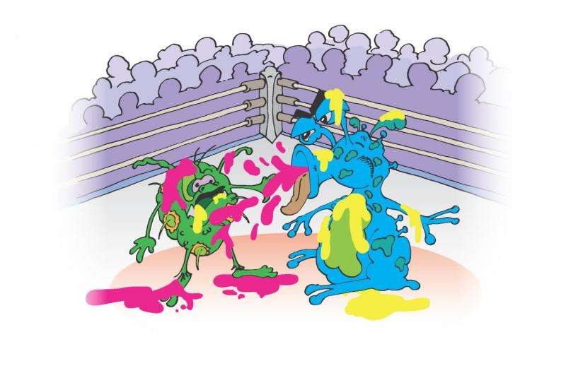 Using bacterial 'fight clubs' to find new drugs