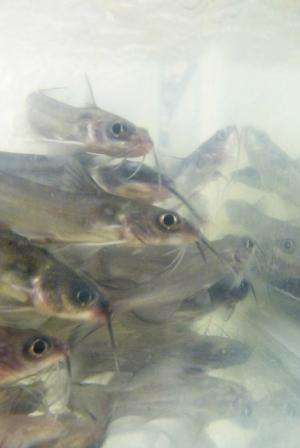Using clay to fight fish disease