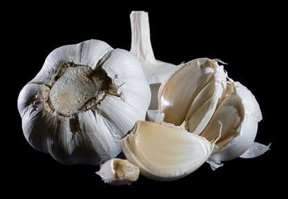 Using garlic to combat antimicrobial resistant urinary tract infections