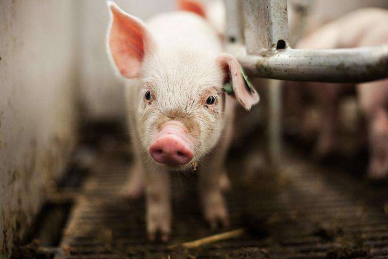 Using infrared cameras to measure sow temperature can lower piglet mortality