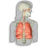USPSTF建议草案敦促反对COPD筛查
