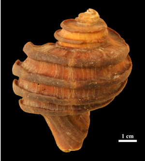 US scientists find 15-million-year-old mollusk protein