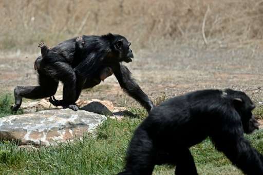 Usually, a chimpanzee baby can hang onto their care-giver by itself