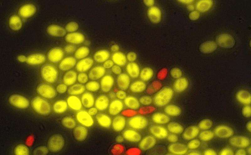 UW team programs solitary yeast cells to say 'hello' to one another