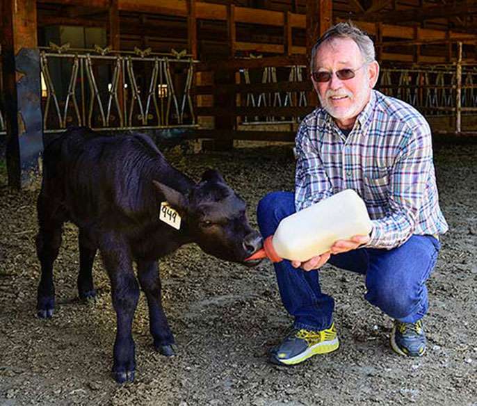Vaccine field trials for deadly 'foothill abortion' cattle disease expand