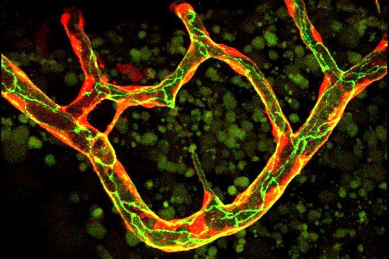 Vascular cells can fuse with themselves