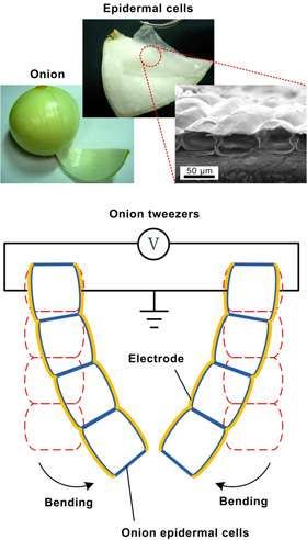 Vegetable-based artificial muscles that can expand and contract while bending