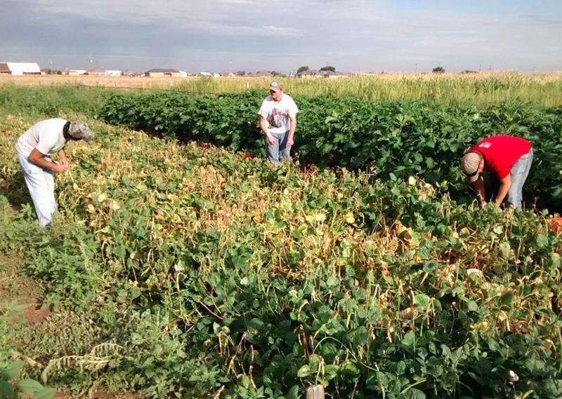 Vegetable study targets water savings in the High Plains
