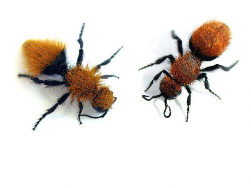 Velvet Ants part of large North American mimicry complex