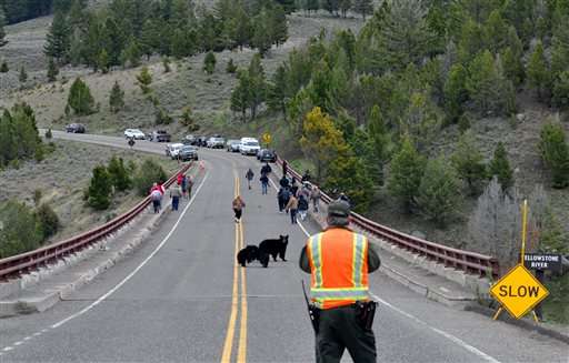 Video shows mother bear rushing at tourists in Yellowstone