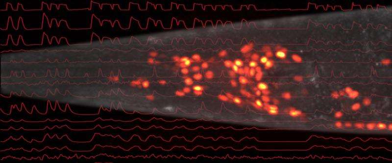 Vienna neuroscientists decode the brain activity of the worm