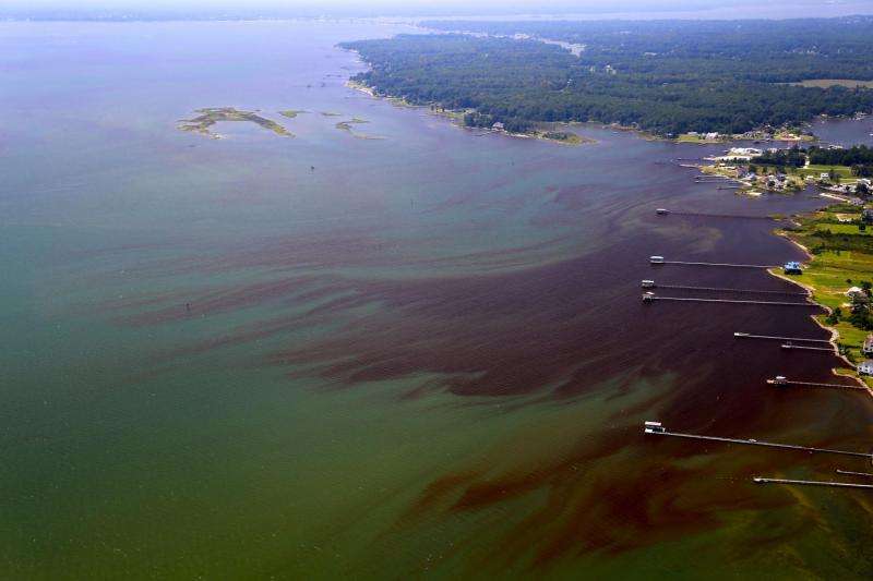 VIMS reports intense and widespread algal blooms