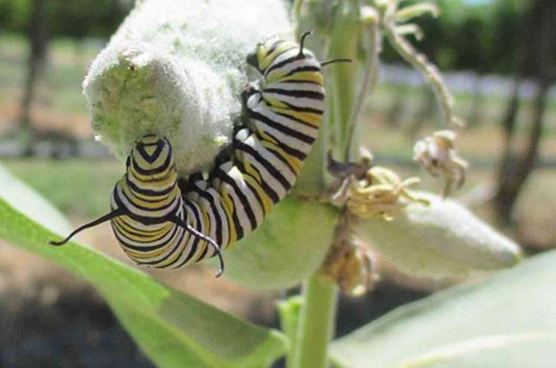 Vineyard habitats help butterflies return