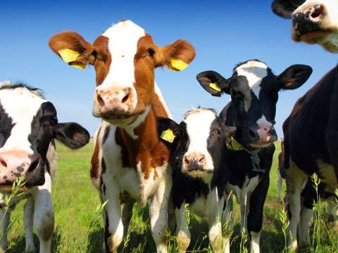 Virus in cattle linked to human breast cancer