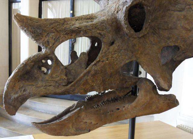 Visiting Jurassic World? Don’t feed the triceratops