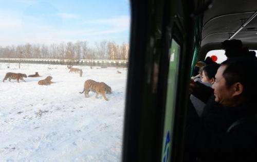Visitors look at Siberian tigers from their bus at the Siberian Tiger Park in Harbin