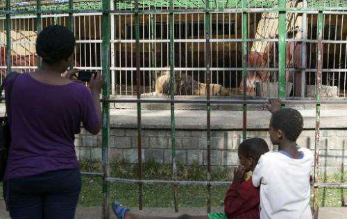 Visitors take pictures of lions at a zoo in Addis Ababa