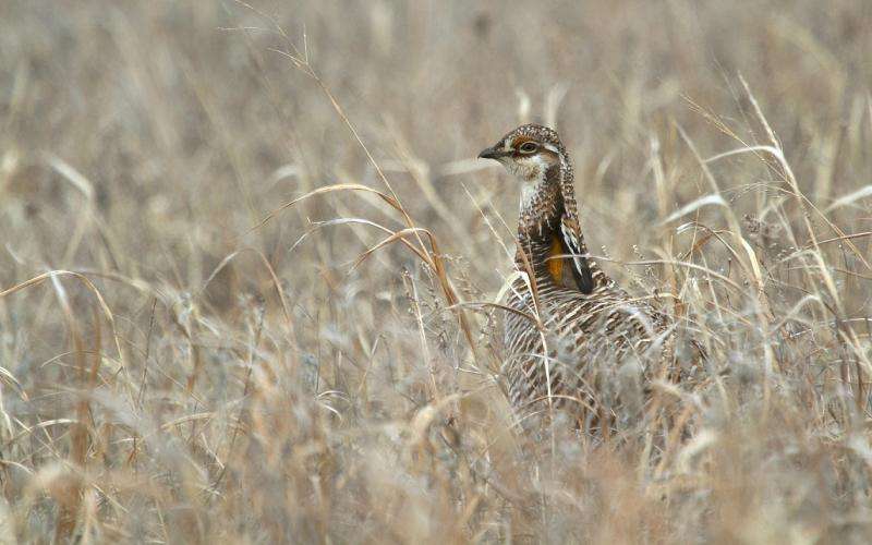 Vulnerable grassland birds abandon mating sites near wind turbines