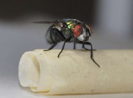 Waging war on Australia's nastiest parasite: scientists map blowfly genome