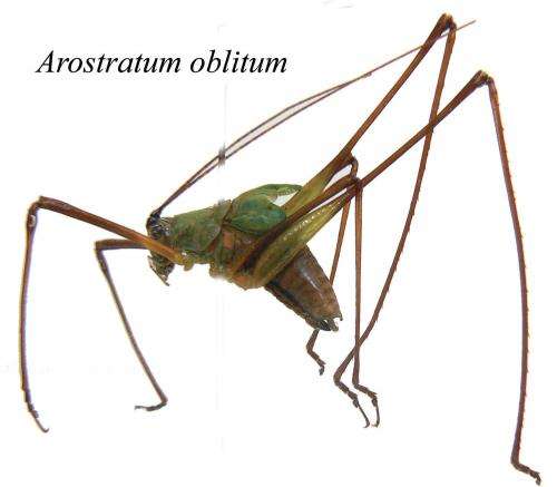 Waiting to be discovered for more than 100 years -- new species of bush crickets