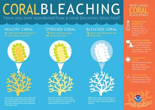 Warm ocean temperatures may mean major coral bleaching