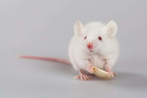 Warm temperatures worsen cardiovascular disease but not diabetes risk in mice