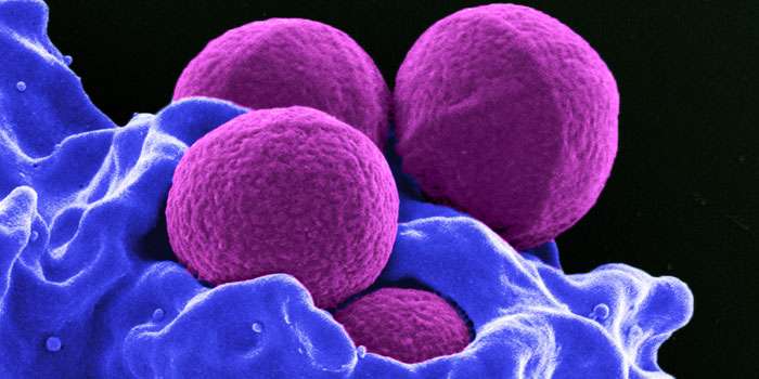 Wastewater treatment plants not responsible for spreading antimicrobial resistance