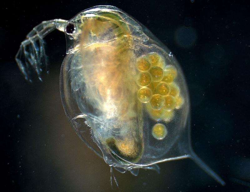 Water fleas genetically adapt to climate change