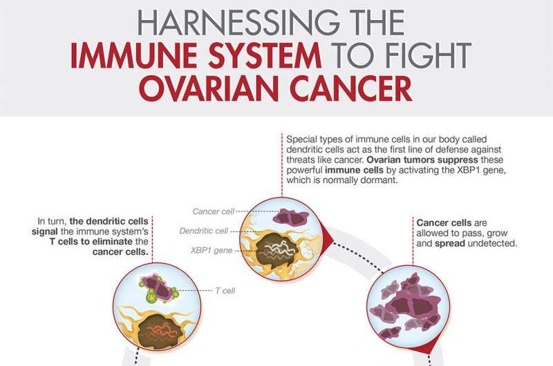WCMC researchers discover how ovarian cancer halts body's natural defense against tumor