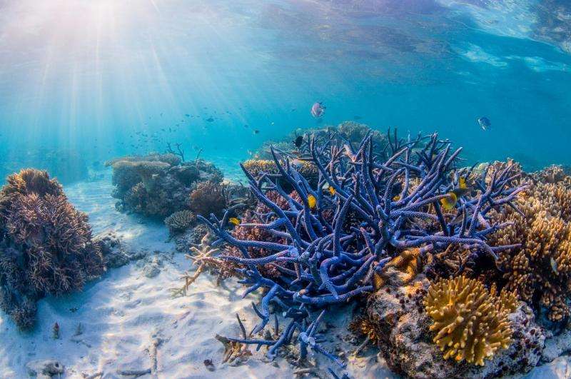 We can fix the Great Barrier Reef