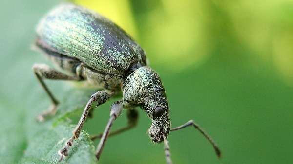 Weevils no match for apple export industry